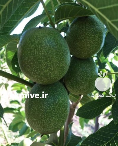 فعال شدن به موقع شاتون نر نهال گردو در کلیبر در گروه خرید و فروش نهال گردو در یکمیوه -عکس2