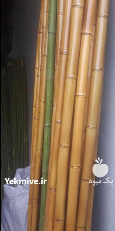 فروش عمده لوله خیزران بامبو در گروه خرید و فروش نهال بامبو در یکمیوه -عکس1