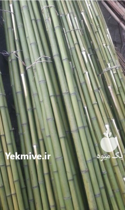 فروش عمده لوله خیزران بامبو در گروه خرید و فروش نهال بامبو در یکمیوه -عکس2