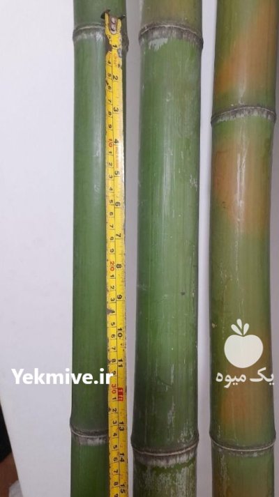فروش عمده لوله خیزران بامبو در گروه خرید و فروش نهال بامبو در یکمیوه -عکس3
