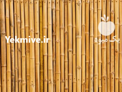 فروش عمده لوله خیزران بامبو در گروه خرید و فروش نهال بامبو در یکمیوه -عکس4