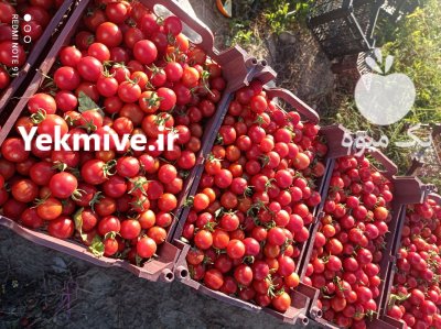 فروش گوجه گیلاسی و زیتونی در گروه خرید و فروش گوجه فرنگی در یکمیوه -عکس1