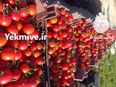 فروش گوجه گیلاسی و زیتونی در گروه خرید و فروش گوجه فرنگی در یکمیوه -عکس2