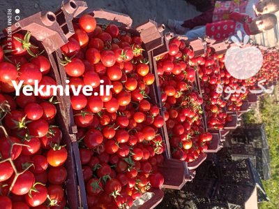 فروش گوجه گیلاسی و زیتونی در گروه خرید و فروش گوجه فرنگی در یکمیوه -عکس3