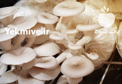 خرید بذر قارچ دکمه ای قارچ در شیراز در گروه خرید و فروش بذر قارچ در یکمیوه -عکس1