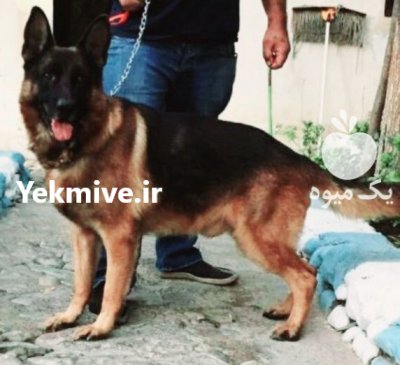 آفررررر زمستانی فروش ویژه مولدین ژرمن در تهران در گروه حیوانات خانگی در یکمیوه -عکس1