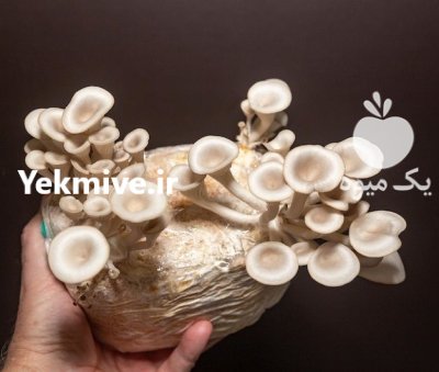 فروش انواع بذر قارچ دکمه ای در گروه خرید و فروش بذر قارچ در یکمیوه -عکس1