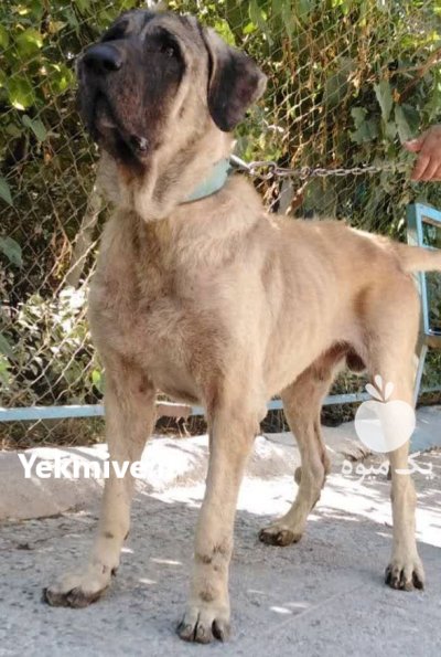 فروش استثنایی سگ سرابی فوق العاده در گروه سگ و گربه در یکمیوه -عکس1