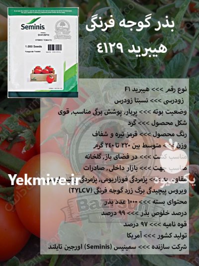 بذر گوجه فرنگی هیبرید 4129 در کرمان  در گروه خرید و فروش بذر گوجه در یکمیوه -عکس1