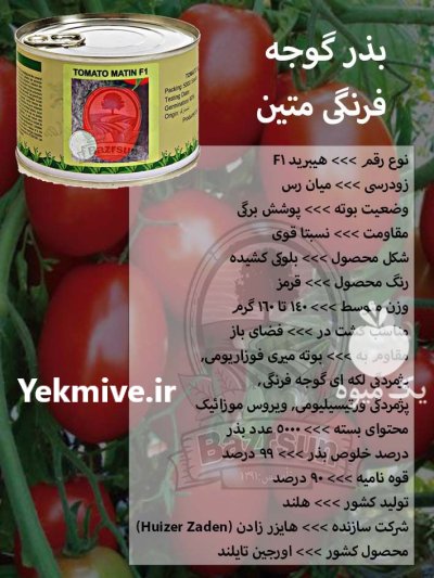 بذر گوجه فرنگی متین در کرمان  در گروه خرید و فروش بذر گوجه در یکمیوه -عکس1