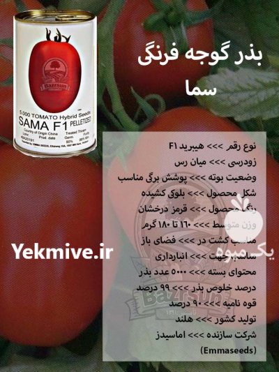 بذر گوجه فرنگی سما در اصفهان در گروه خرید و فروش بذر گوجه در یکمیوه -عکس1