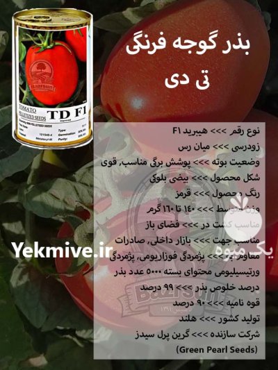 بذر گوجه فرنگی تی دی در اصفهان در گروه خرید و فروش بذر گوجه در یکمیوه -عکس1
