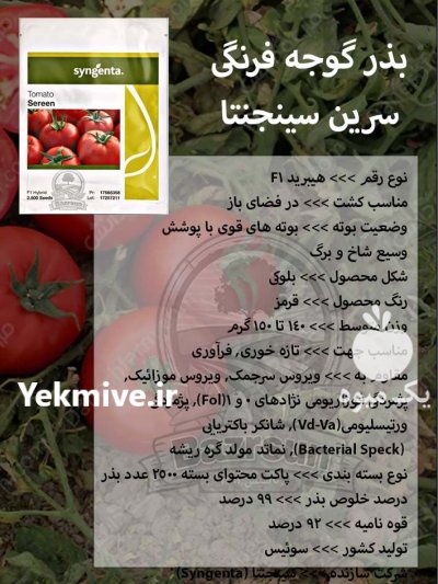 بذر گوجه فرنگی سرین سینجنتا در گروه خرید و فروش بذر گوجه در یکمیوه -عکس1