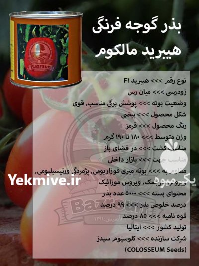 بذر گوجه فرنگی هیبرید مالکوم در اصفهان در گروه خرید و فروش بذر گوجه در یکمیوه -عکس1