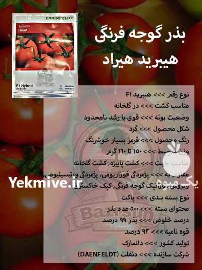 بذر گوجه فرنگی هیبرید هیراد در اصفهان در گروه خرید و فروش بذر گوجه در یکمیوه -عکس1