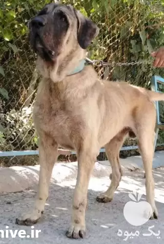 فروش استثنایی سگ سرابی فوق العاده در گروه سگ و گربه در یکمیوه -عکس1