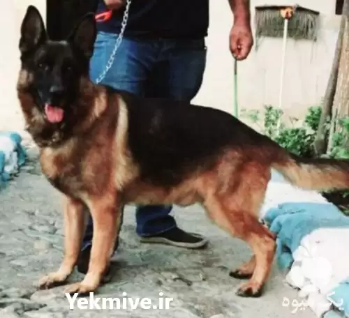 آفررررر زمستانی فروش ویژه مولدین ژرمن در تهران در گروه سگ و گربه در یکمیوه -عکس1