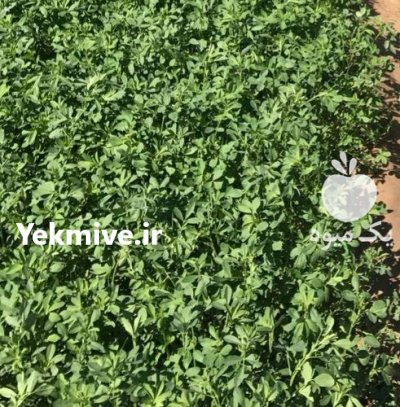 قیمت یونجه یونجه مشهد در گروه خوراک دام و طیور در یکمیوه -عکس1