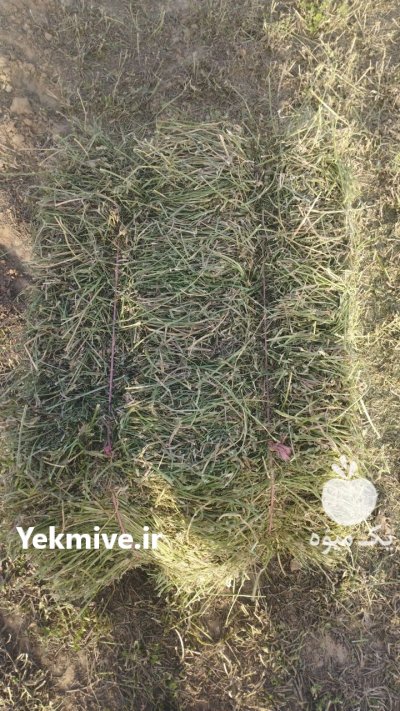 قیمت یونجه یونجه مشهد در گروه خوراک دام و طیور در یکمیوه -عکس2