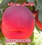 رشد نهال گیلاس آلبالو دیمی آبی در کرج در گروه خرید و فروش نهال میوه در یکمیوه