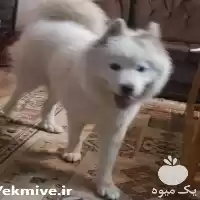 قیمت خرید یک ساموئید فوق العاده در تهران در گروه سگ و گربه در یکمیوه