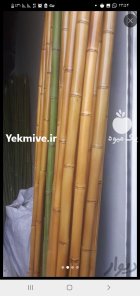 آگهی مشابه فروش لوله خیزران بامبو در حجم بالا در رشت در گروه خرید و فروش نهال بامبو در یکمیوه