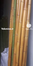 فروش عمده لوله خیزران بامبو در گروه خرید و فروش نهال بامبو در یکمیوه