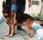 آفررررر زمستانی فروش ویژه مولدین ژرمن در تهران در گروه حیوانات خانگی در یکمیوه