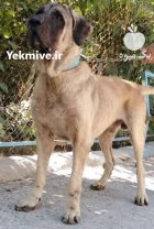 فروش استثنایی سگ سرابی فوق العاده در گروه سگ و گربه در یکمیوه