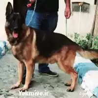 آفررررر زمستانی فروش ویژه مولدین ژرمن در تهران در گروه سگ و گربه در یکمیوه