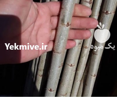 نهال کاشت صنوبر تبریزی اصل درخت تجاری در گروه خرید و فروش نهال صنوبر در یکمیوه -عکس2