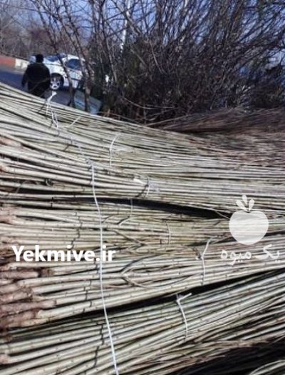 نهال کاشت صنوبر تبریزی اصل درخت تجاری در گروه خرید و فروش نهال صنوبر در یکمیوه -عکس3