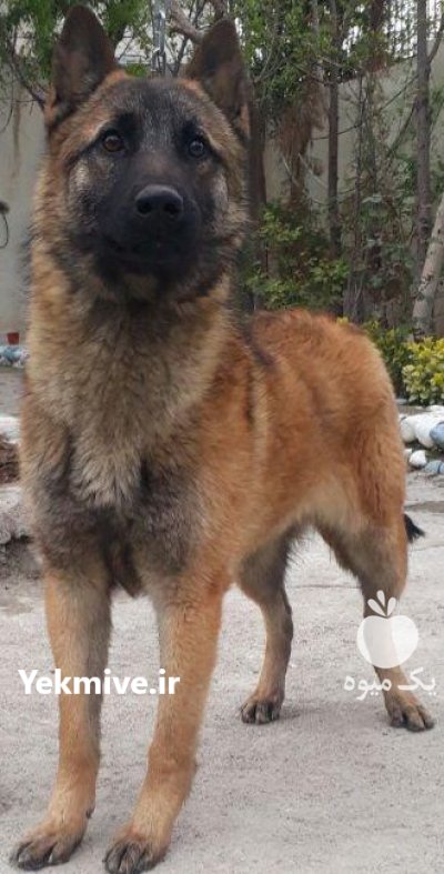 آگهی فروش سگ پلیسی نگهبان مالینوز در تهران در گروه سگ و گربه در یکمیوه -عکس1