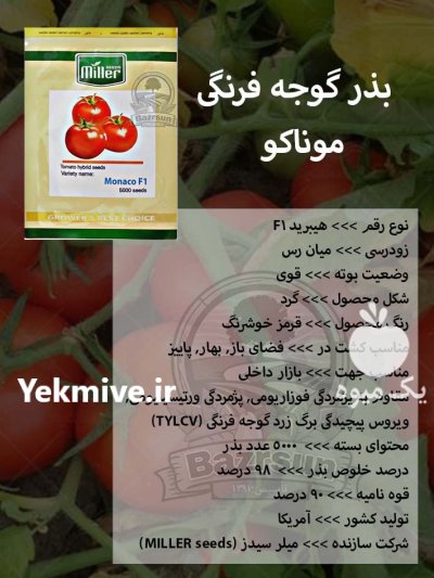 بذر گوجه فرنگی موناکو در گروه خرید و فروش بذر گوجه در یکمیوه -عکس1