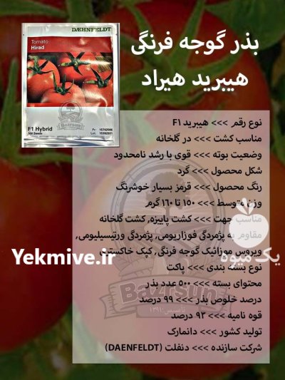 بذر گوجه فرنگی هیبرید هیراد در اصفهان در گروه خرید و فروش بذر گوجه در یکمیوه -عکس1