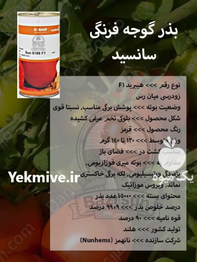 بذر گوجه فرنگی سانسید در اصفهان در گروه خرید و فروش بذر گوجه در یکمیوه -عکس1