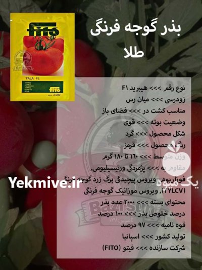 بذر گوجه فرنگی طلا در اصفهان در گروه خرید و فروش بذر گوجه در یکمیوه -عکس1