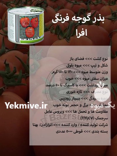 بذر گوجه فرنگی افرا در اصفهان در گروه خرید و فروش بذر گوجه در یکمیوه -عکس1