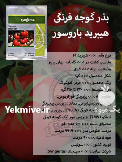 بذر گوجه فرنگی هیبرید باروسور در اصفهان در گروه خرید و فروش بذر گوجه در یکمیوه -عکس1