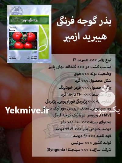 بذر گوجه فرنگی هیبرید ازمیر در اصفهان در گروه خرید و فروش بذر گوجه در یکمیوه -عکس1