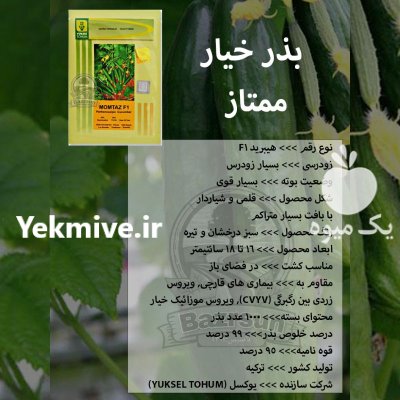 بذر خیار ممتاز در اصفهان در گروه خرید و فروش بذر خیار در یکمیوه -عکس1