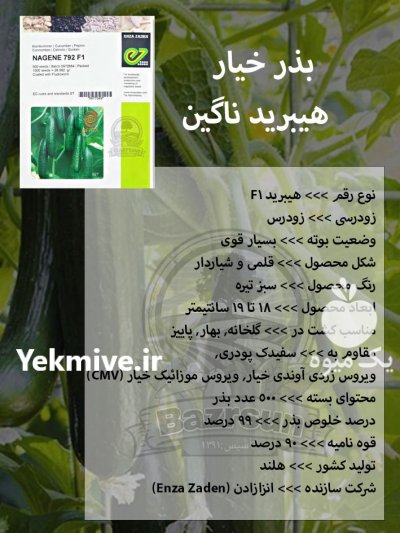 بذر خیار هیبرید ناگین در اصفهان در گروه خرید و فروش بذر خیار در یکمیوه -عکس1