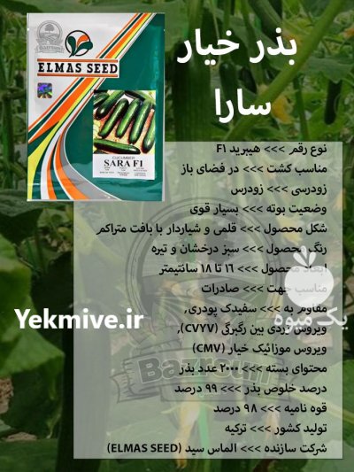 بذر خیار سارا در اصفهان در گروه خرید و فروش بذر خیار در یکمیوه -عکس1