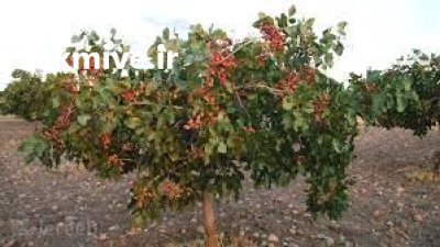 فروش باغ با 3 ساعت آب در یزد در گروه فروش ملک و زمین در یکمیوه -عکس1