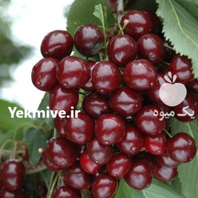 قیمت نهال گیلاس تک دانه در گروه خرید و فروش نهال در یکمیوه -عکس2