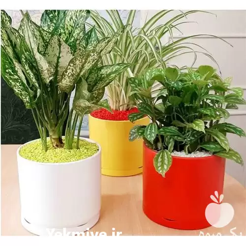 قیمت خرید گلدان سرامیکی کاکتوسی عمده در تهران در گروه خرید و فروش گلدان در یکمیوه -عکس1