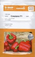 بذر فلفل دلمه قرمز کاسیانو در بندرعباس در گروه خرید و فروش بذر فلفل در یکمیوه