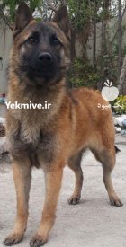 آگهی فروش سگ پلیسی نگهبان مالینوز در تهران در گروه سگ و گربه در یکمیوه