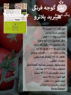 بذر گوجه فرنگی هیبرید پلاترو در گروه خرید و فروش بذر گوجه در یکمیوه