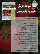 بذر گوجه فرنگی هیبرید باروسور در اصفهان در گروه خرید و فروش بذر گوجه در یکمیوه